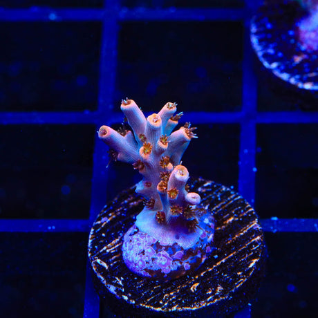 TSA Flower Bomb Acropora Coral