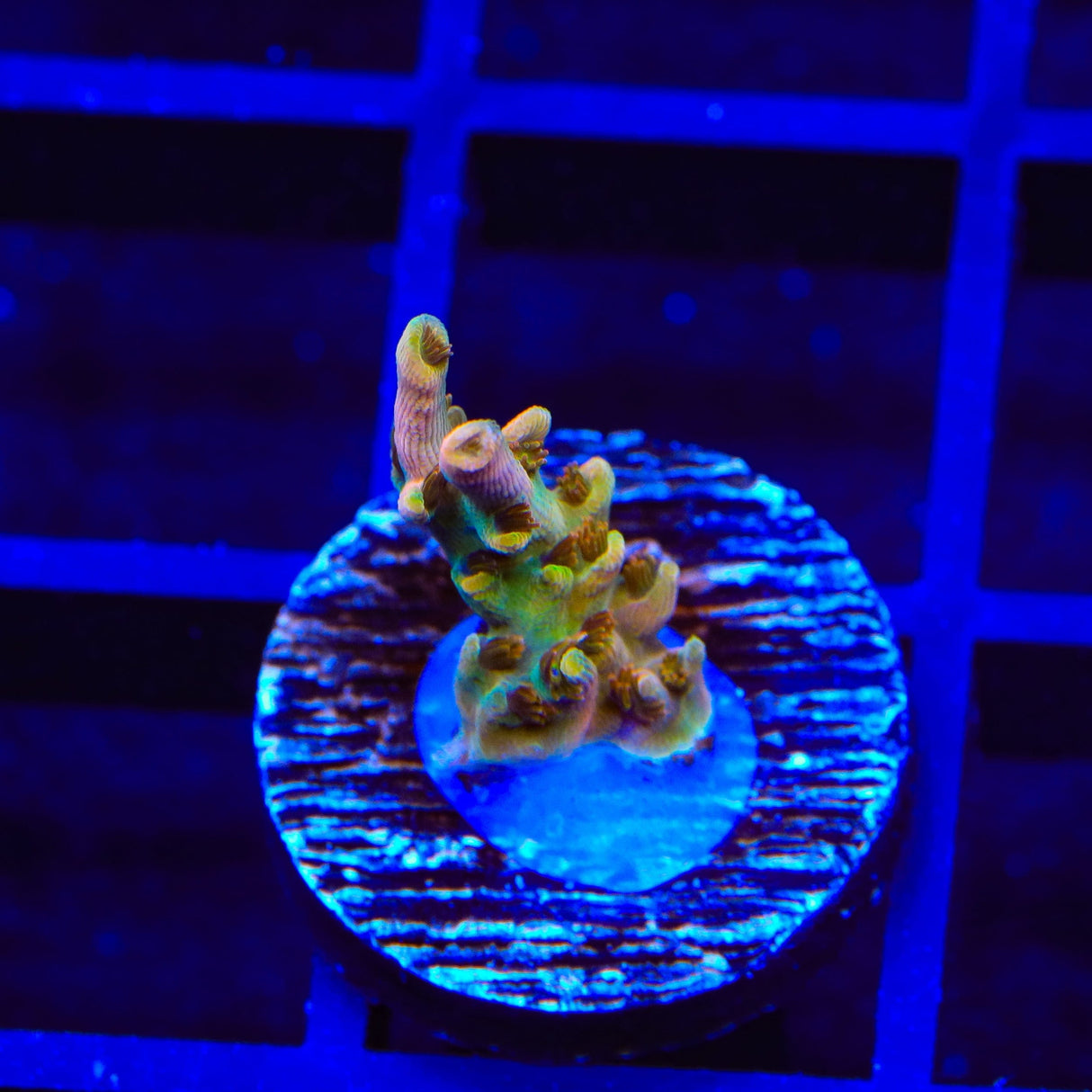 TSA Flower Bomb Acropora Coral
