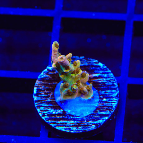 TSA Flower Bomb Acropora Coral