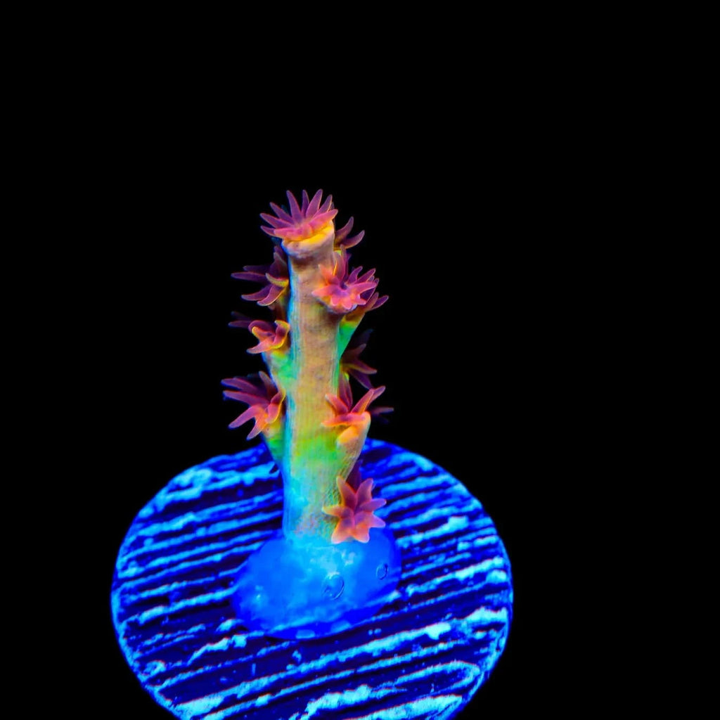 TSA Forbidden Fruit Speciosa Acropora Coral – Top Shelf Aquatics