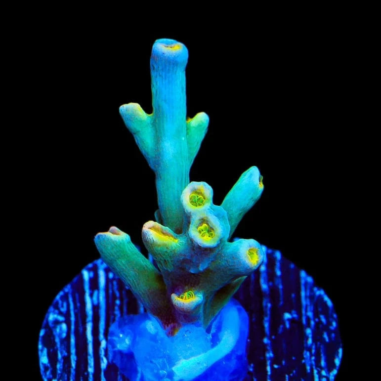 TSA Forbidden Fruit Speciosa Acropora Coral – Top Shelf Aquatics