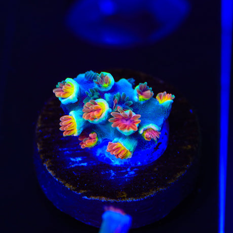 TSA Forbidden Fruit Speciosa Acropora Coral