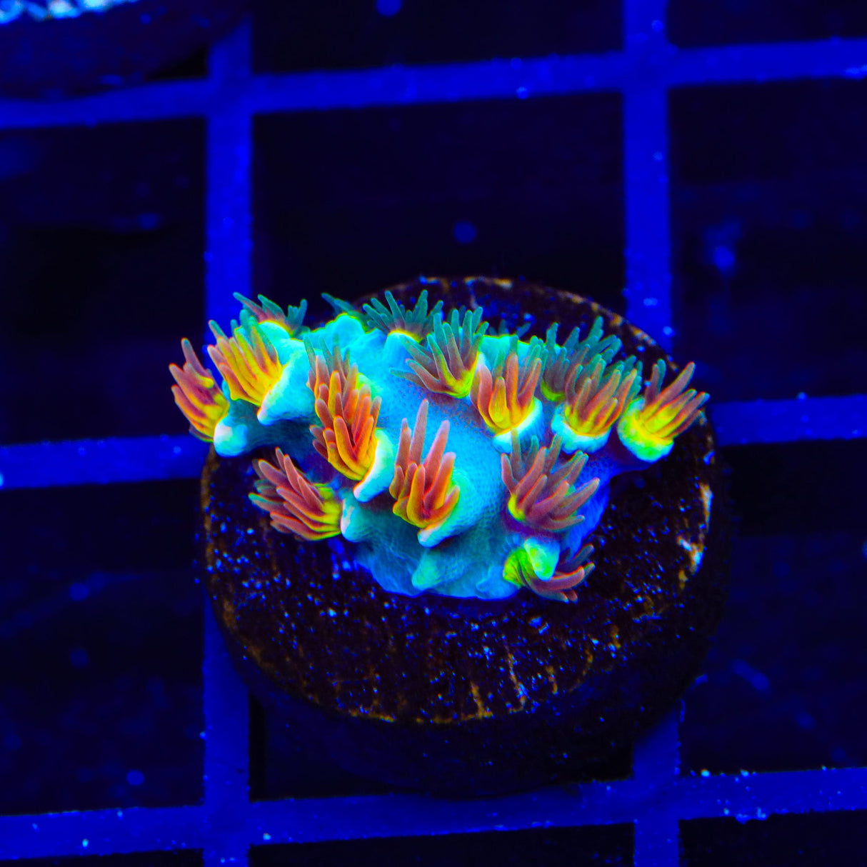 TSA Forbidden Fruit Speciosa Acropora Coral