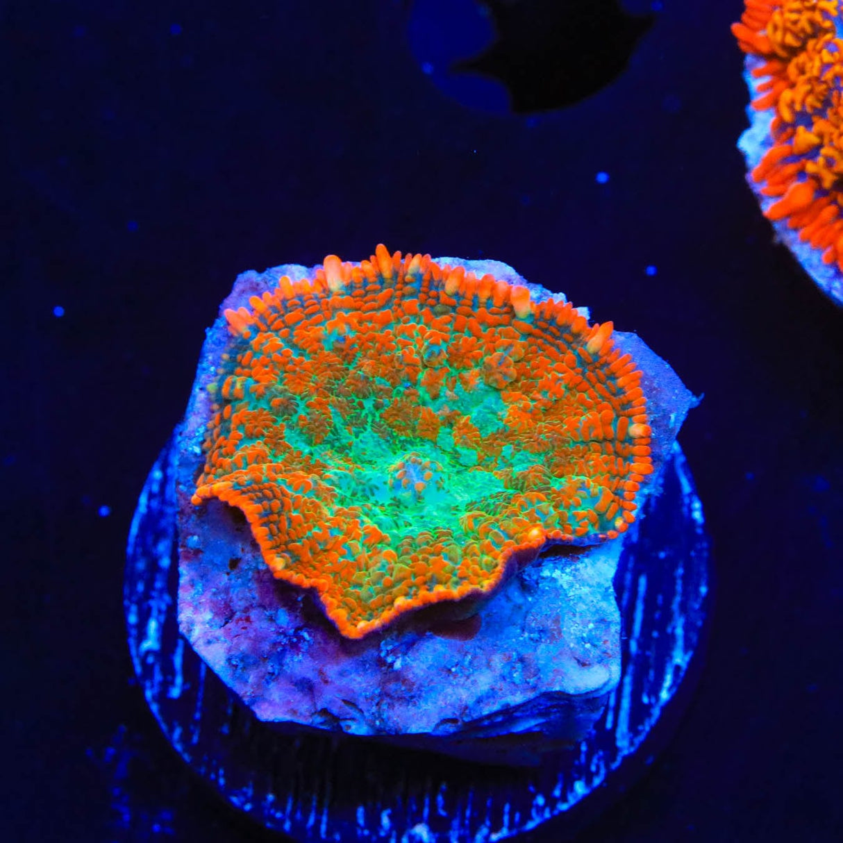 TSA Forest Wave Rhodactis Mushroom Coral