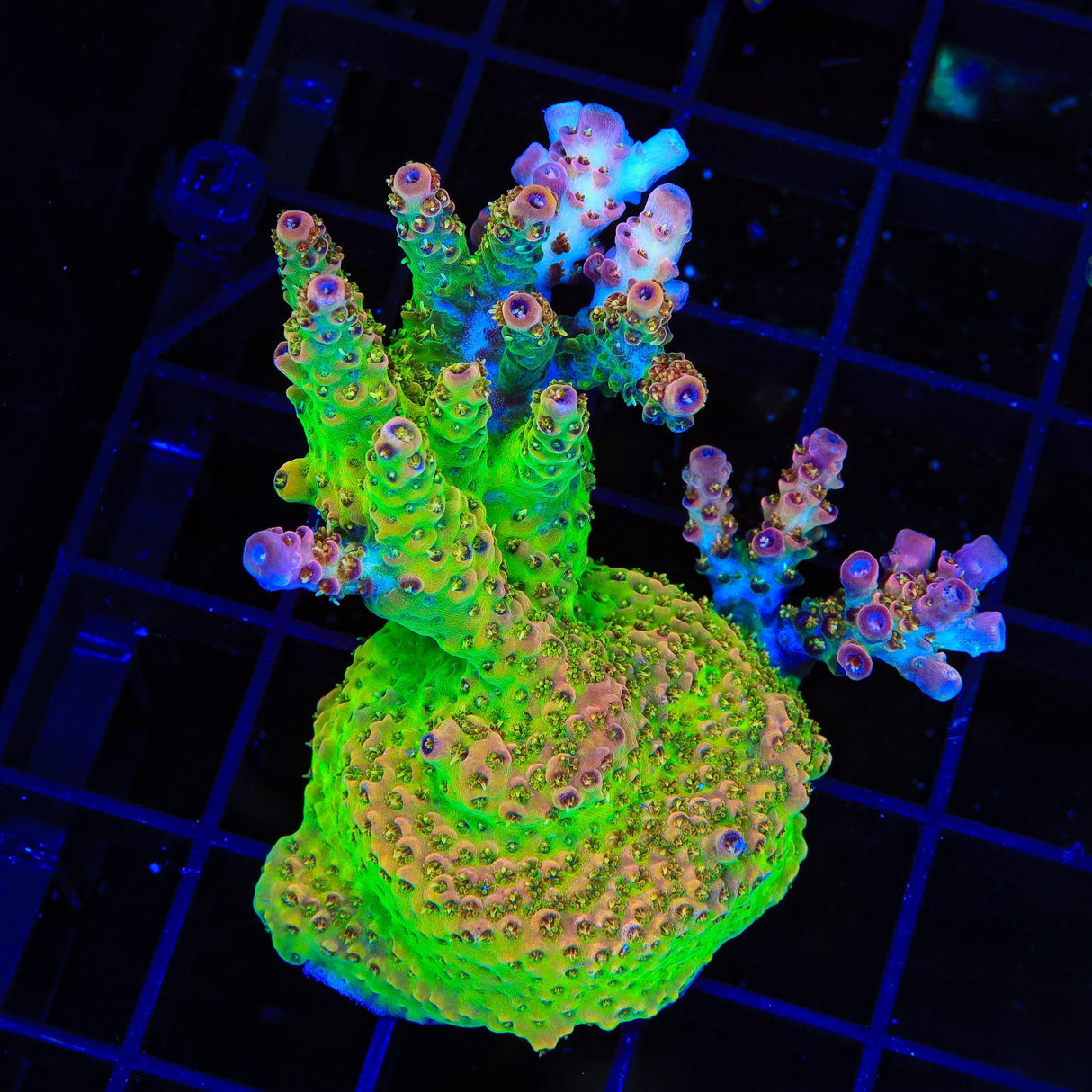TSA Four Loko Acropora Colony Coral