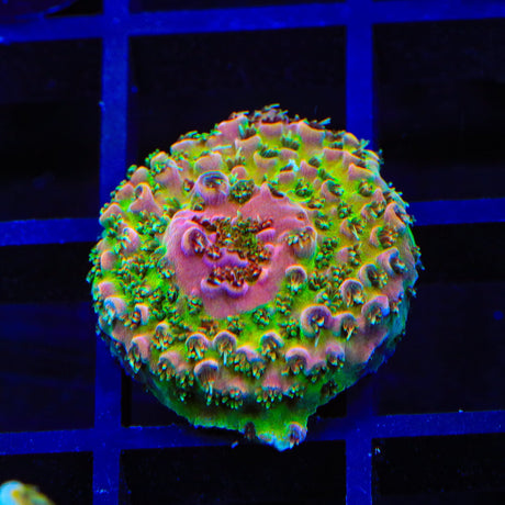 TSA Four Loko Acropora Coral