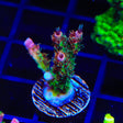 TSA Four Loko Acropora Coral