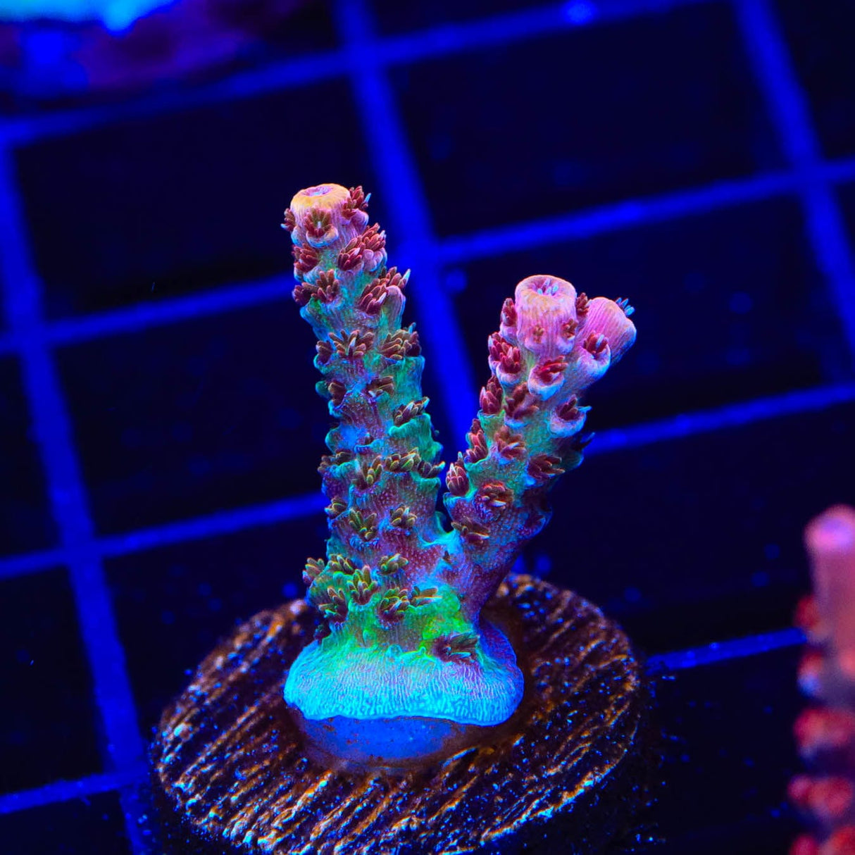 TSA Four Loko Acropora Coral