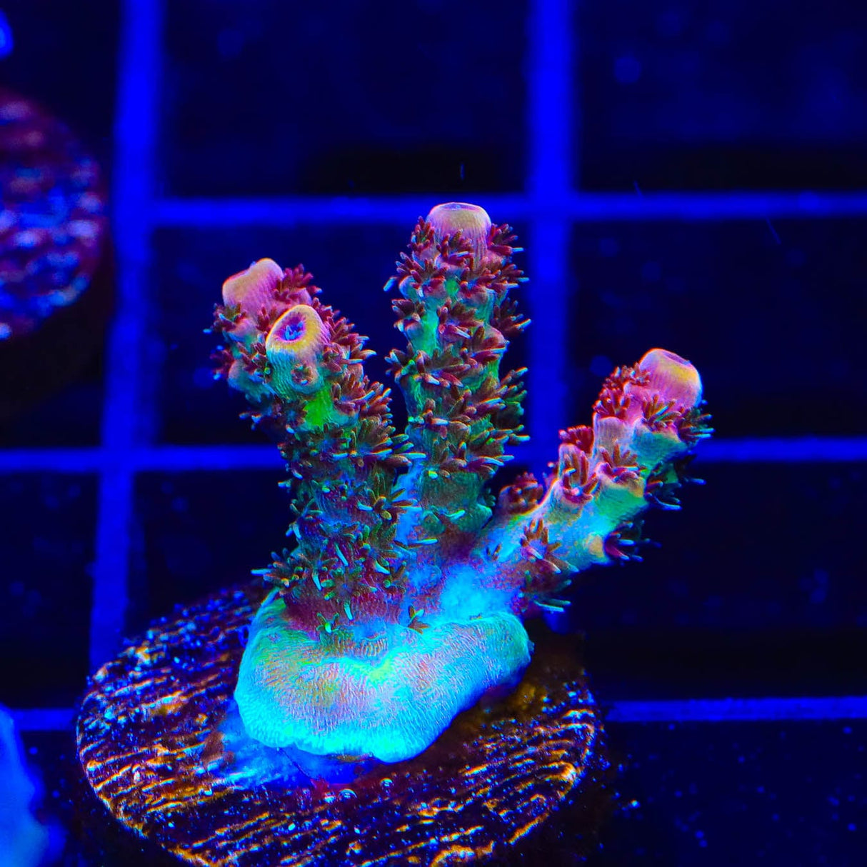 TSA Four Loko Acropora Coral