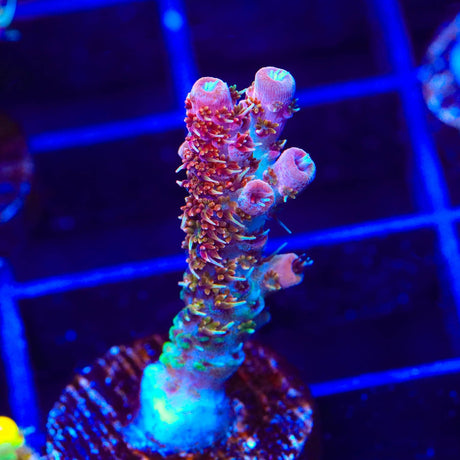 TSA Four Loko Acropora Coral