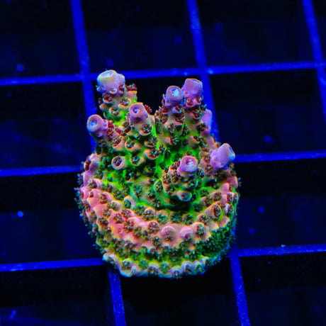 TSA Four Loko Acropora Coral