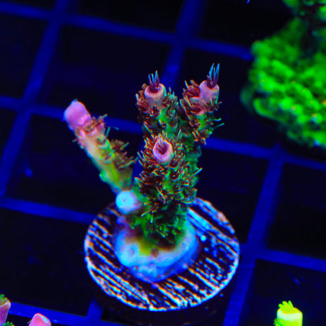 TSA Four Loko Acropora Coral