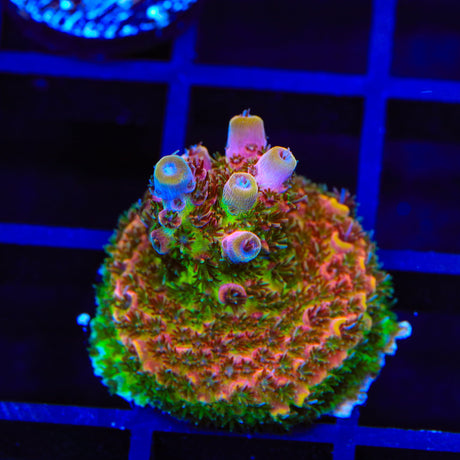 TSA Four Loko Acropora Coral