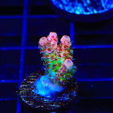 TSA Four Loko Acropora Coral