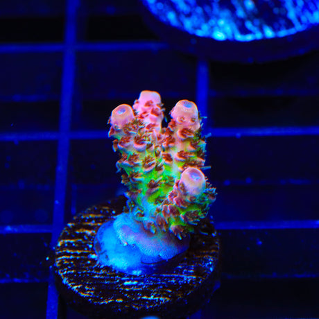 TSA Four Loko Acropora Coral