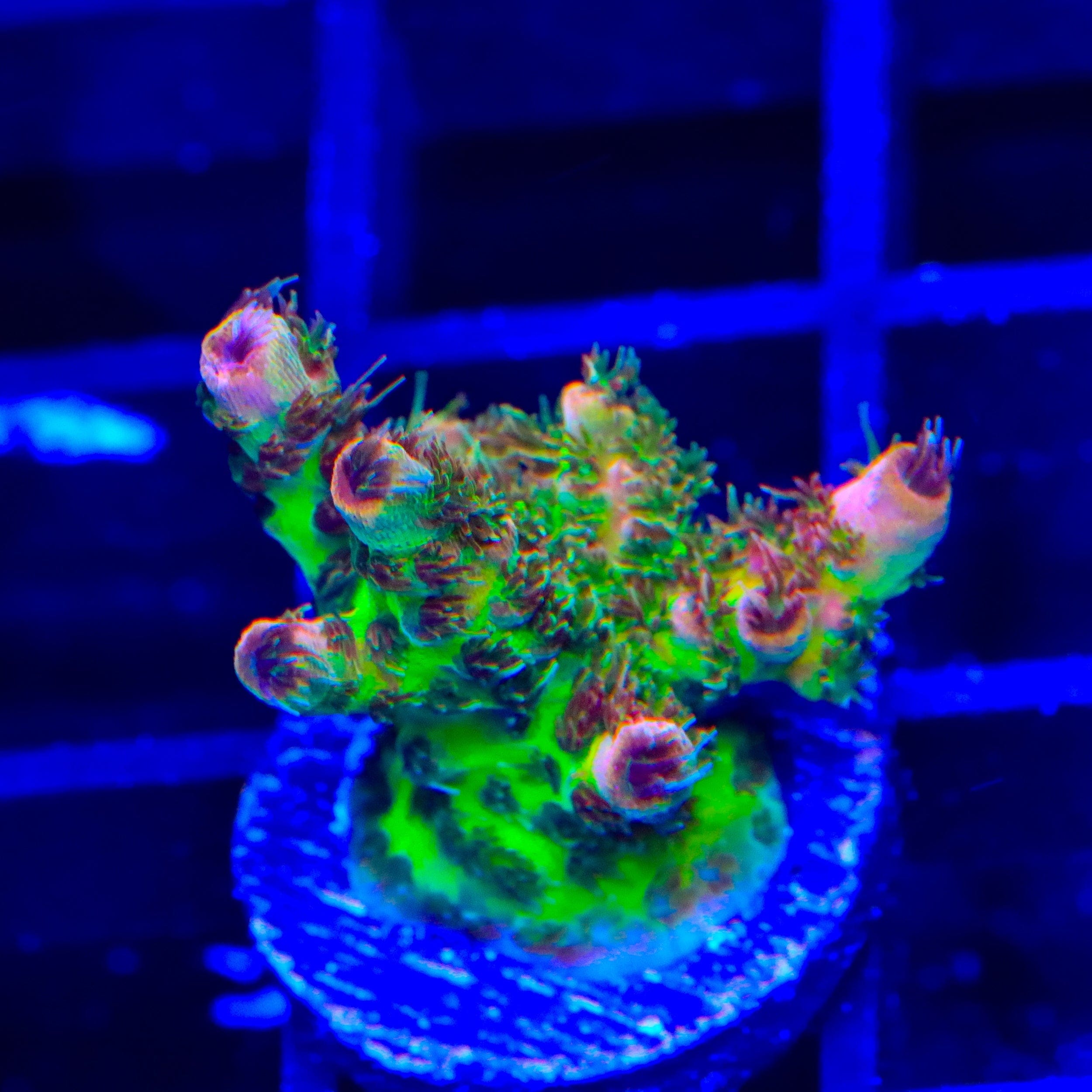 TSA Four Loko Acropora Coral – Top Shelf Aquatics