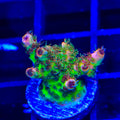 TSA Four Loko Acropora Coral