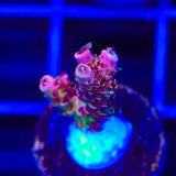 TSA Four Loko Acropora Coral