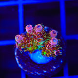 TSA Four Loko Acropora Coral