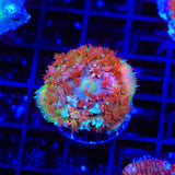 TSA Franken Berry Saint Thomas Mushroom Coral