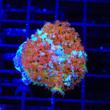 TSA Franken Berry Saint Thomas Mushroom Coral