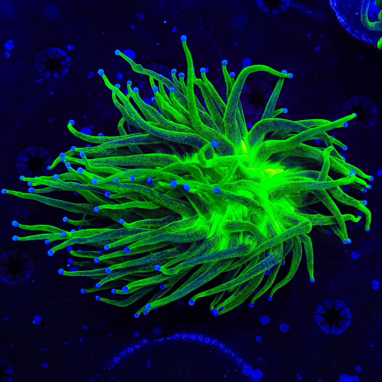 TSA Frankenstein Torch Coral