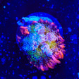 TSA Frankensteins Monster Mushroom Coral