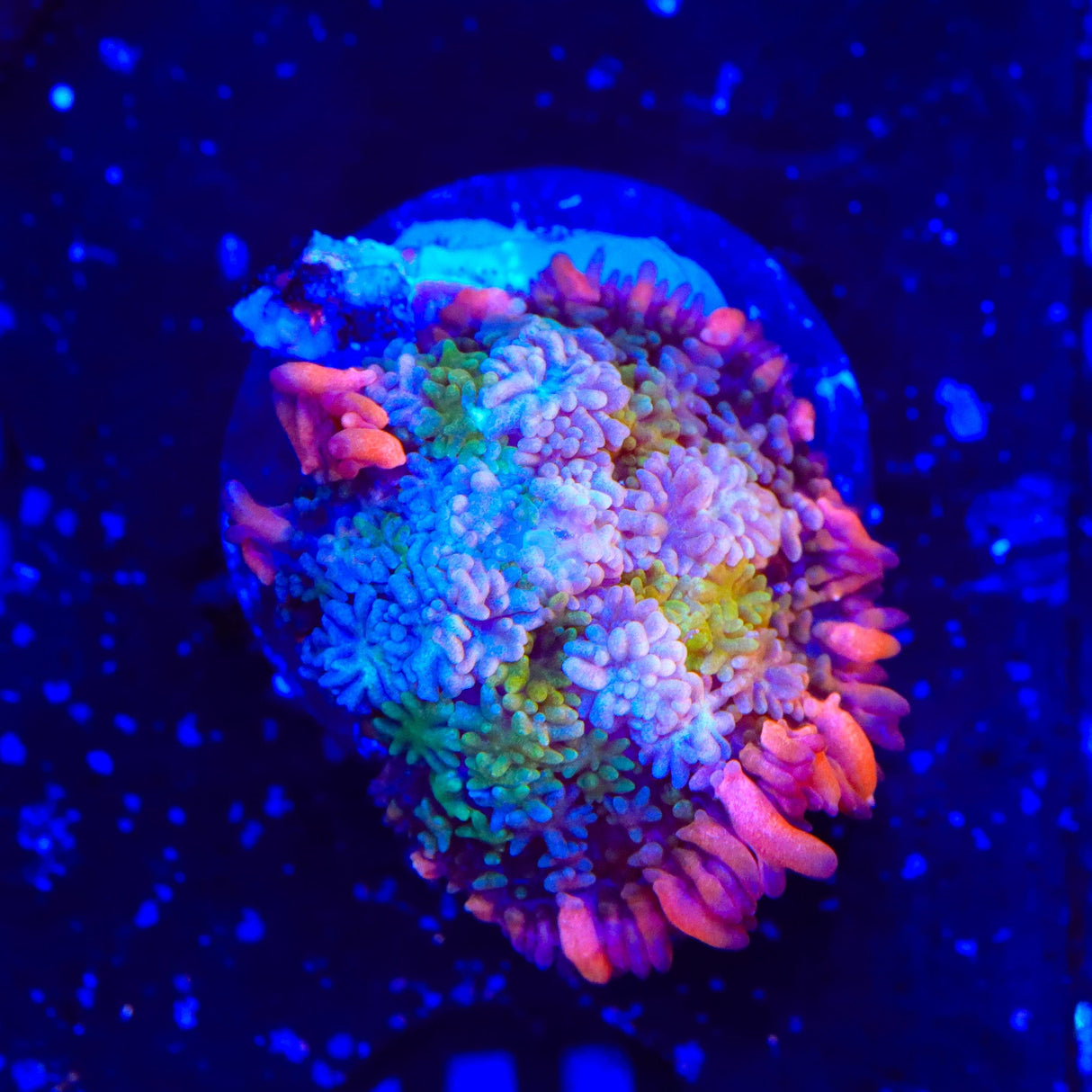 TSA Frankensteins Monster Mushroom Coral