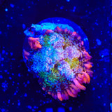 TSA Frankensteins Monster Mushroom Coral