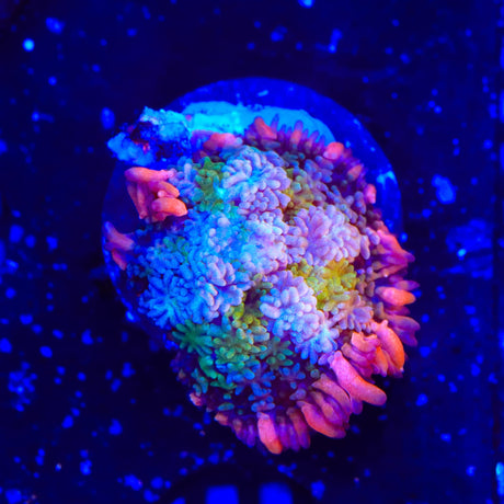 TSA Frankensteins Monster Mushroom Coral