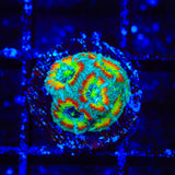 TSA Freak Show Micromussa Acan Coral