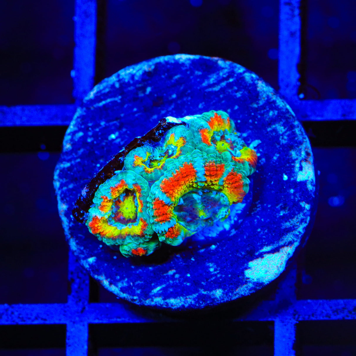 TSA Freak Show Micromussa Acan Coral