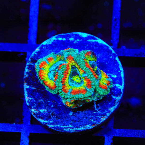 TSA Freak Show Micromussa Acan Coral
