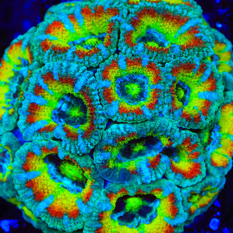 TSA Freak Show Micromussa Acan Coral