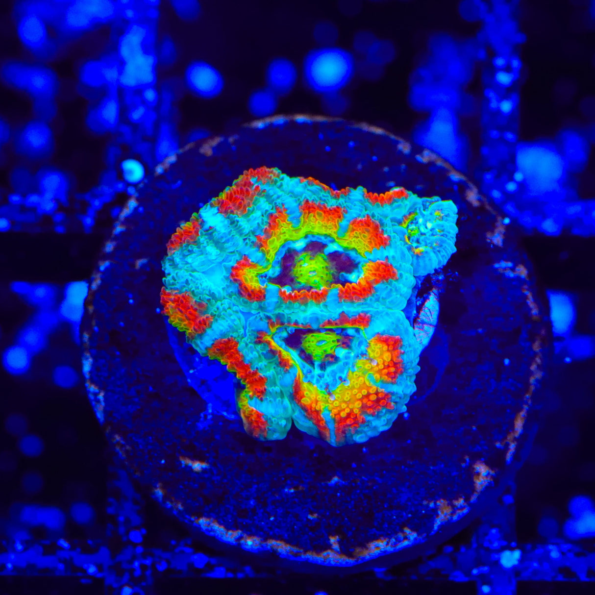 TSA Freak Show Micromussa Acan Coral