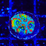 TSA Freak Show Micromussa Acan Coral
