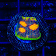 TSA Freaky Friday Chalice Coral