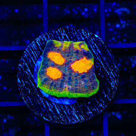 TSA Freaky Friday Chalice Coral