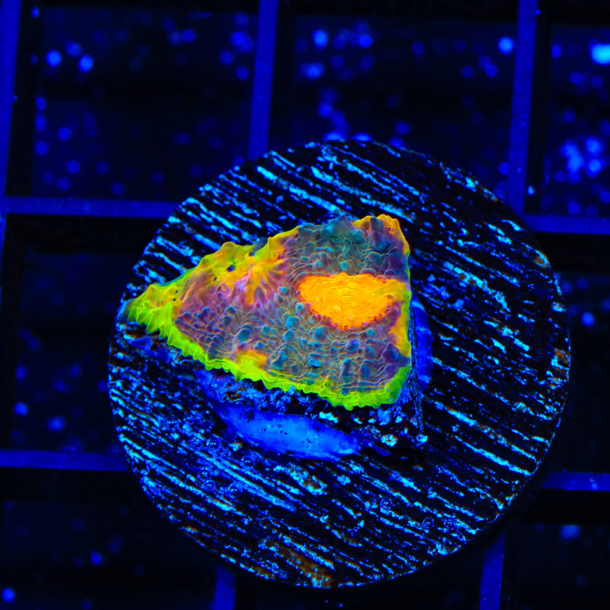 TSA Freaky Friday Chalice Coral