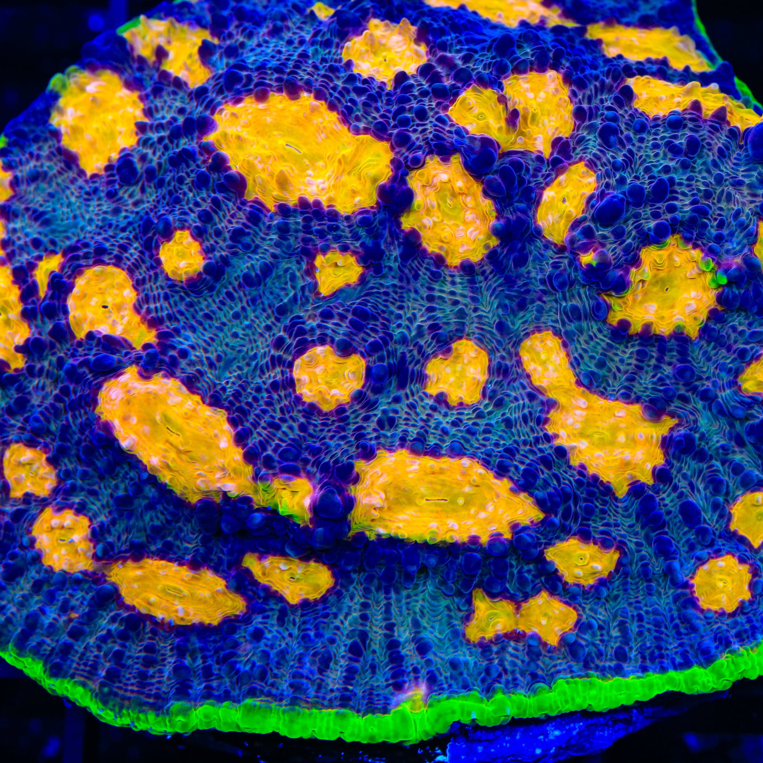 TSA Freaky Friday Chalice Coral – Top Shelf Aquatics