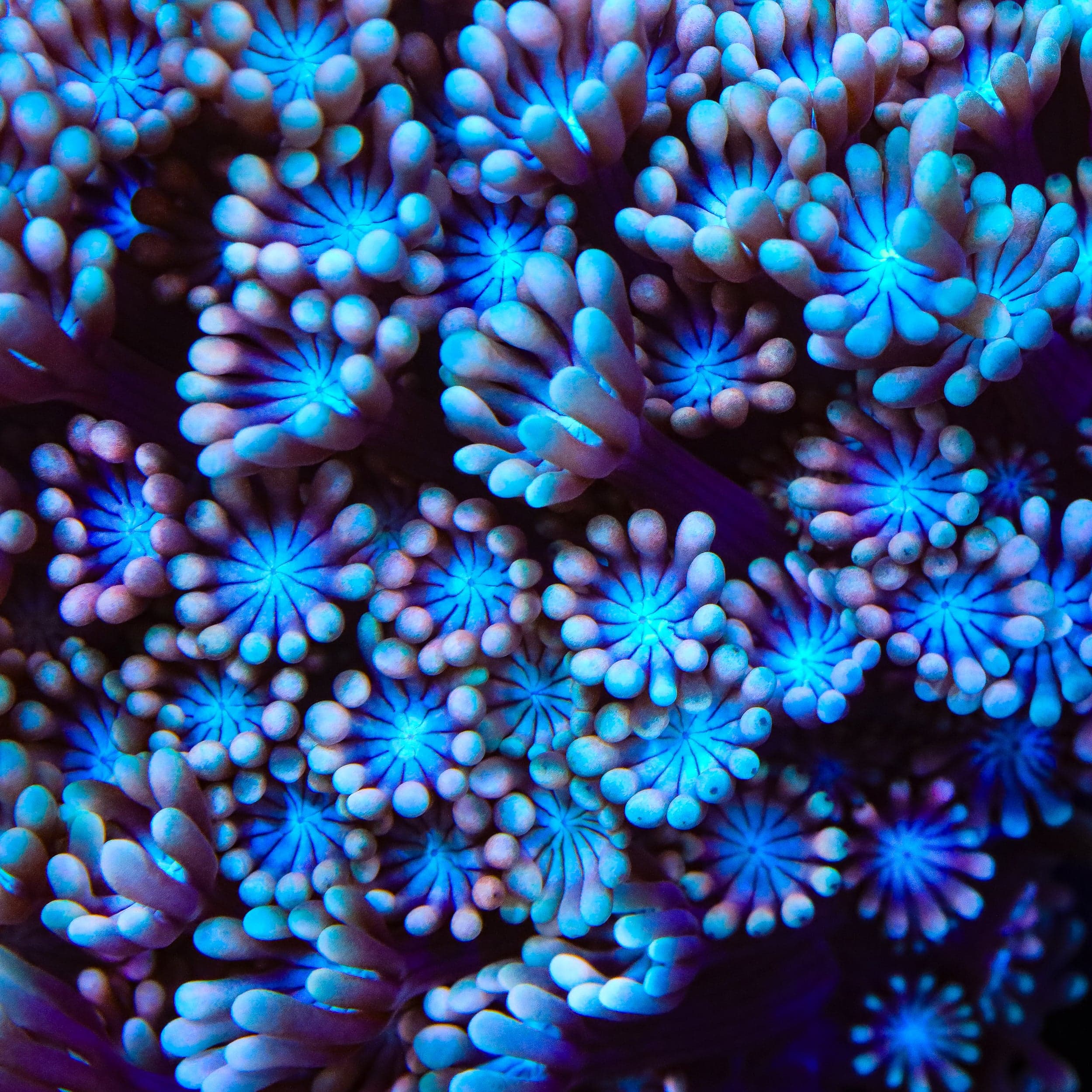 TSA Frosted Cherry Alveopora Coral