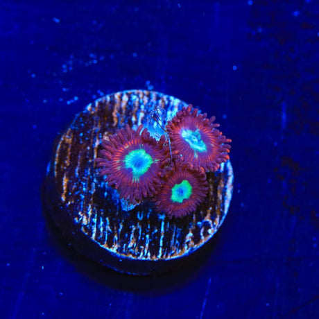 TSA Frosted Pheonix Zoanthids Coral