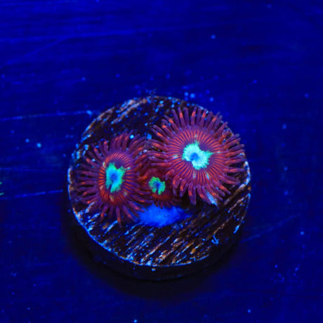 TSA Frosted Pheonix Zoanthids Coral