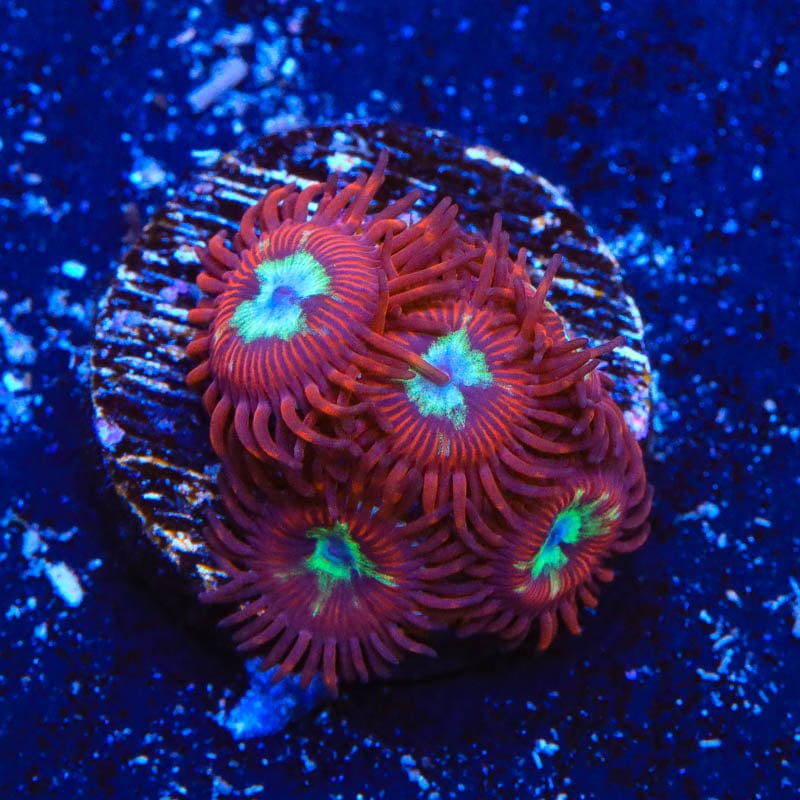 TSA Frosted Phoenix Zoanthids Coral