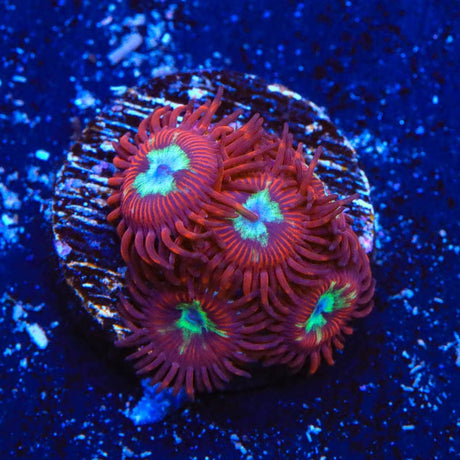 TSA Frosted Phoenix Zoanthids Coral