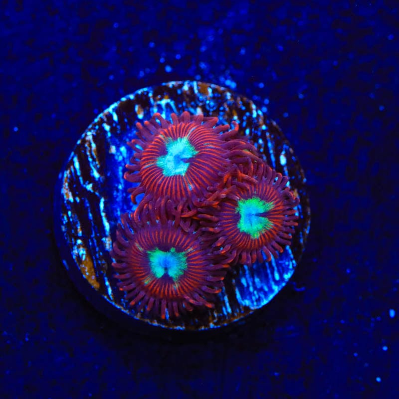 TSA Frosted Phoenix Zoanthids Coral