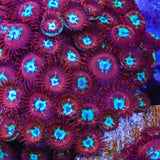 TSA Frosted Phoenix Zoanthids Coral
