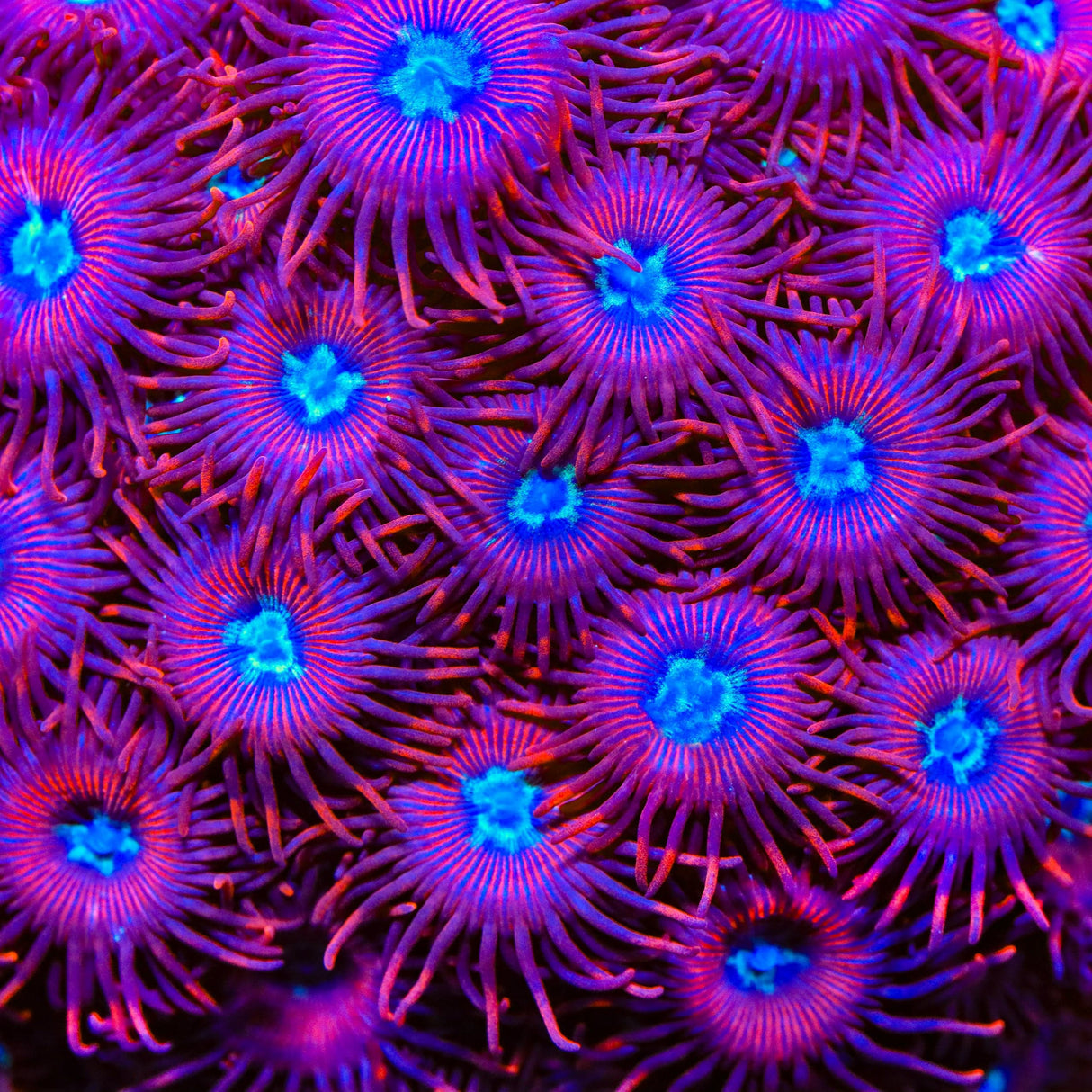 TSA Frosted Phoenix Zoanthids Coral