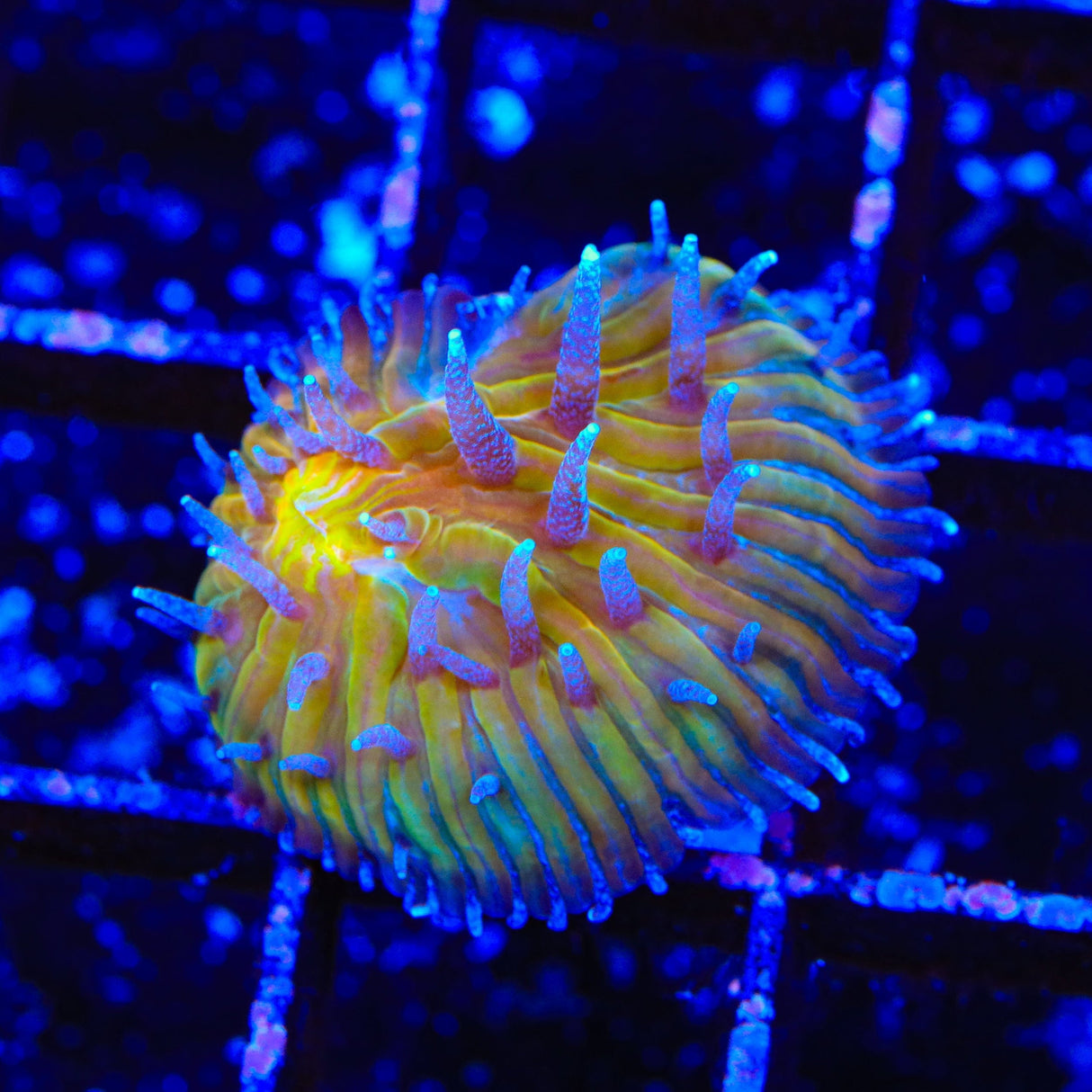 TSA Frosted Sun Aquaculted Plate Coral