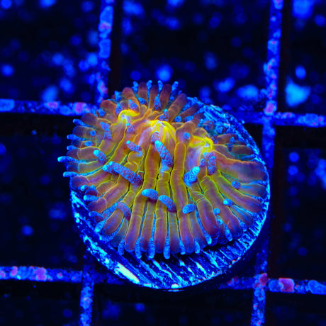 TSA Frosted Sun Aquaculted Plate Coral